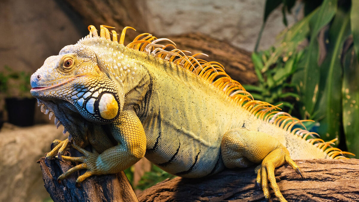 Фото с сайта: https://wallpapers.com/wallpapers/green-iguana-with-yellow-crest-lmkbyjhfsrnzt1em.html