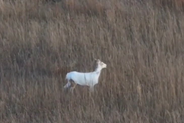    Фото минприроды НСО