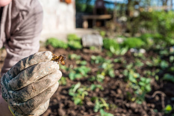 Как раз и навсегда избавиться от медведки на даче: пошаговое руководство
