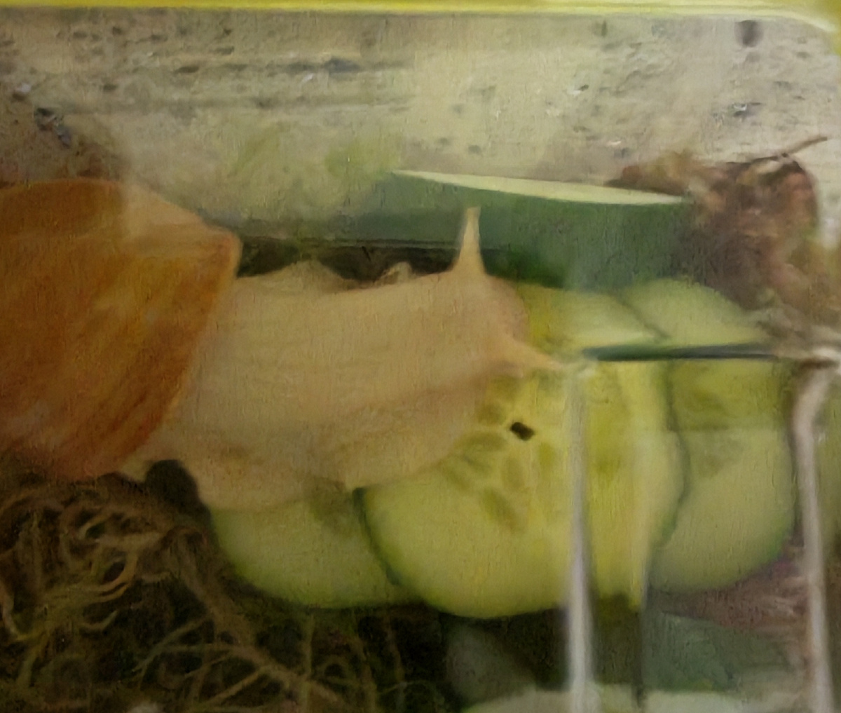 Моя новая улитка, которую я нарекла Улей. 