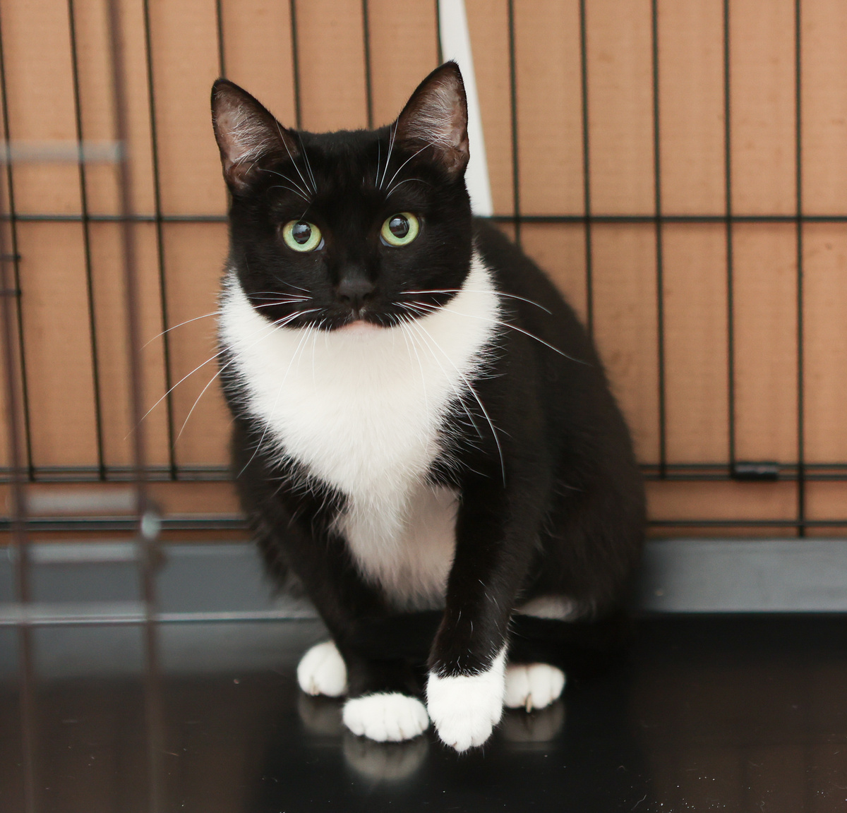 Я готовая звезда для Голливуда