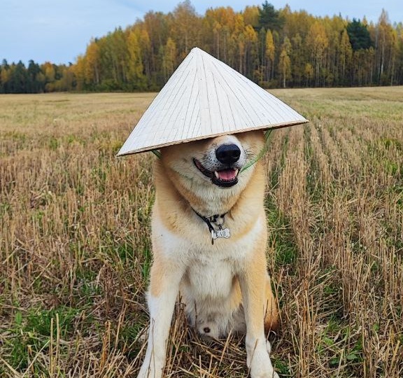 Когда твой пёс тот еще «тролль»