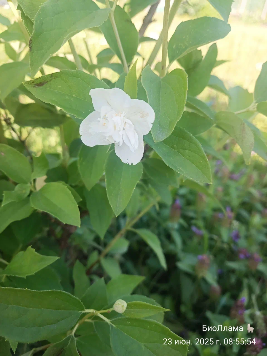 Чубушнику четвёртый годик. Вот разгар цветения. 