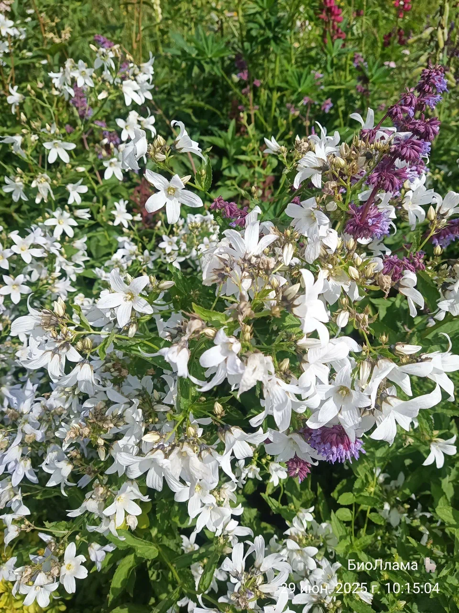 Многие многолетники нельзя назвать малоуходными и постоянно красивыми