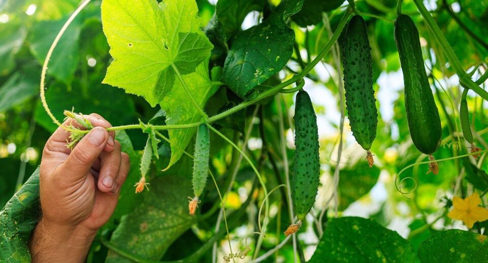    Медиасток.рф