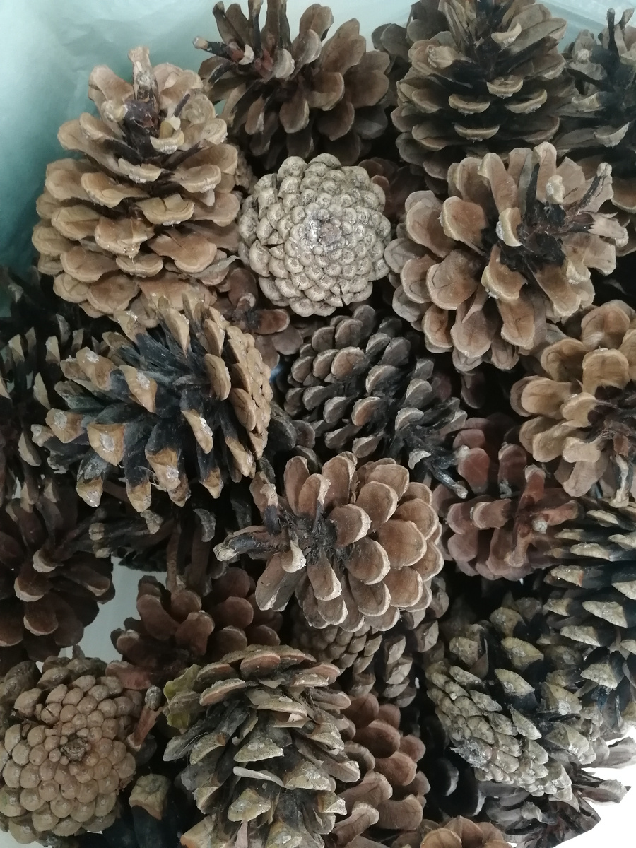 Фото автора статьи. шишки из Таганрога