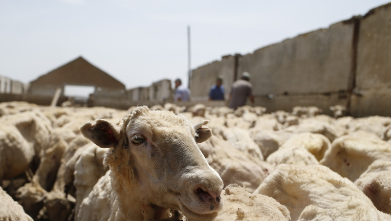      Фото: ИА «Победа26»