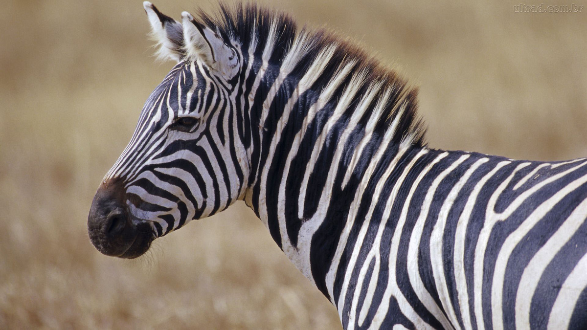 Фото с сайта: https://autotour.binebis.ge/бурчеллова+зебра