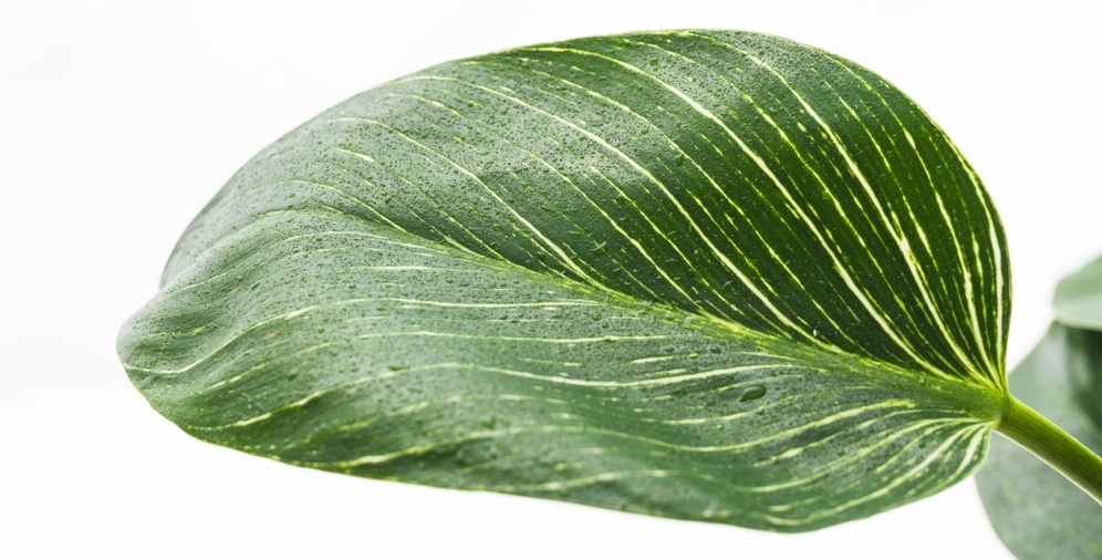 Источник фото shutterstock.com