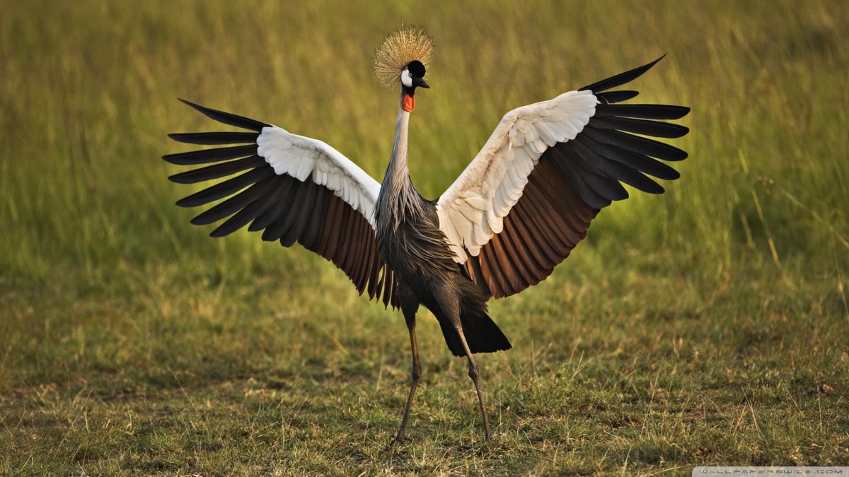 Фото с сайта: https://wallpaperswide.com/african_crowned_crane_masai_mara_kenya-wallpapers.html