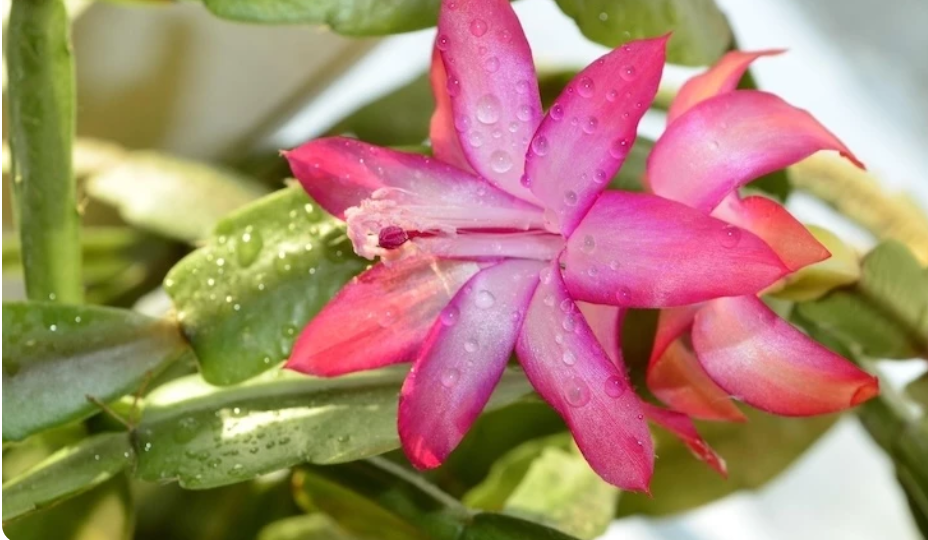 Уход за декабристом перед цветением: ноябрьские правила для пышного цветения