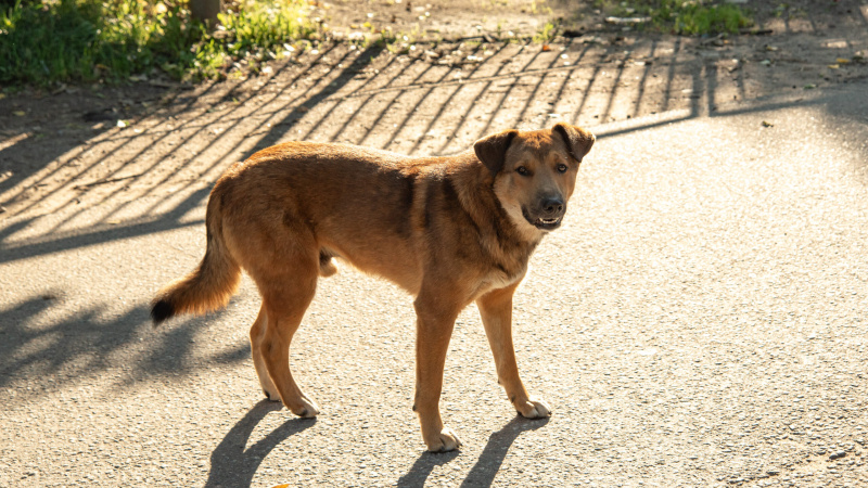    телеканал "Санкт-Петербург" / АО "ГАТР"