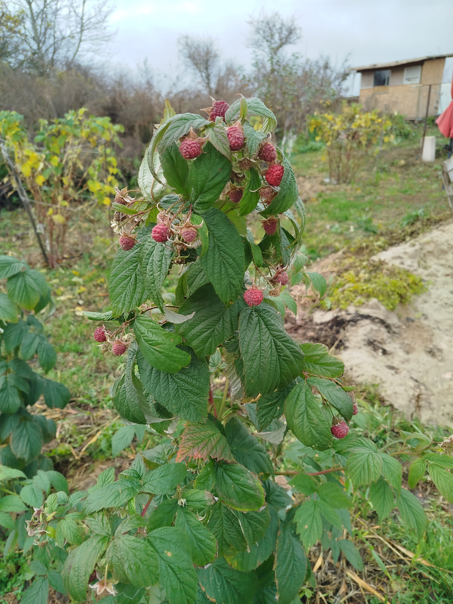 Сегодня 31 октября, смотрите сколько ягод пошло в зиму