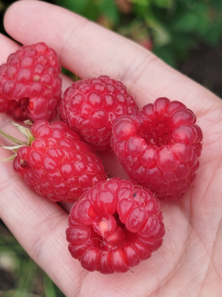 Последние капли лета. Сами видите каков их размер).