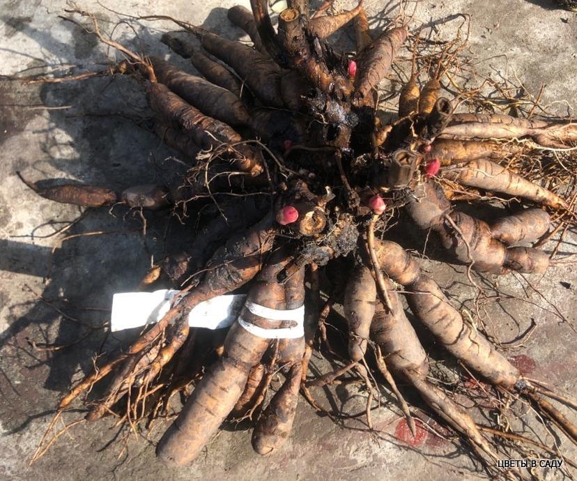 Корни пиона межвидового гибридного Carnational Bouquet