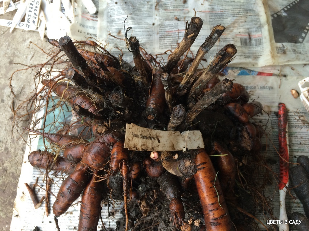 Корни пиона молочноцветкового Moon Fritters