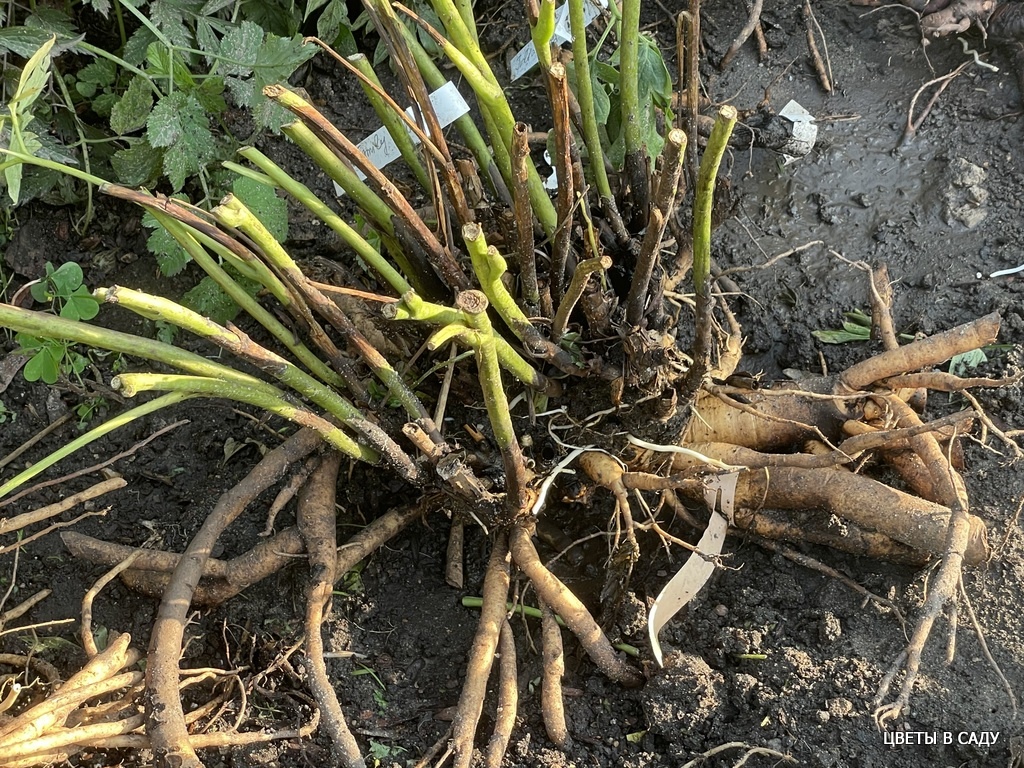 Корни ИТО-гибрида Sonoma Halo