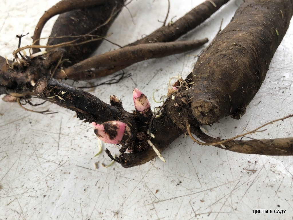 Корни гибридов , пролежавшие в сфагнуме пару недель