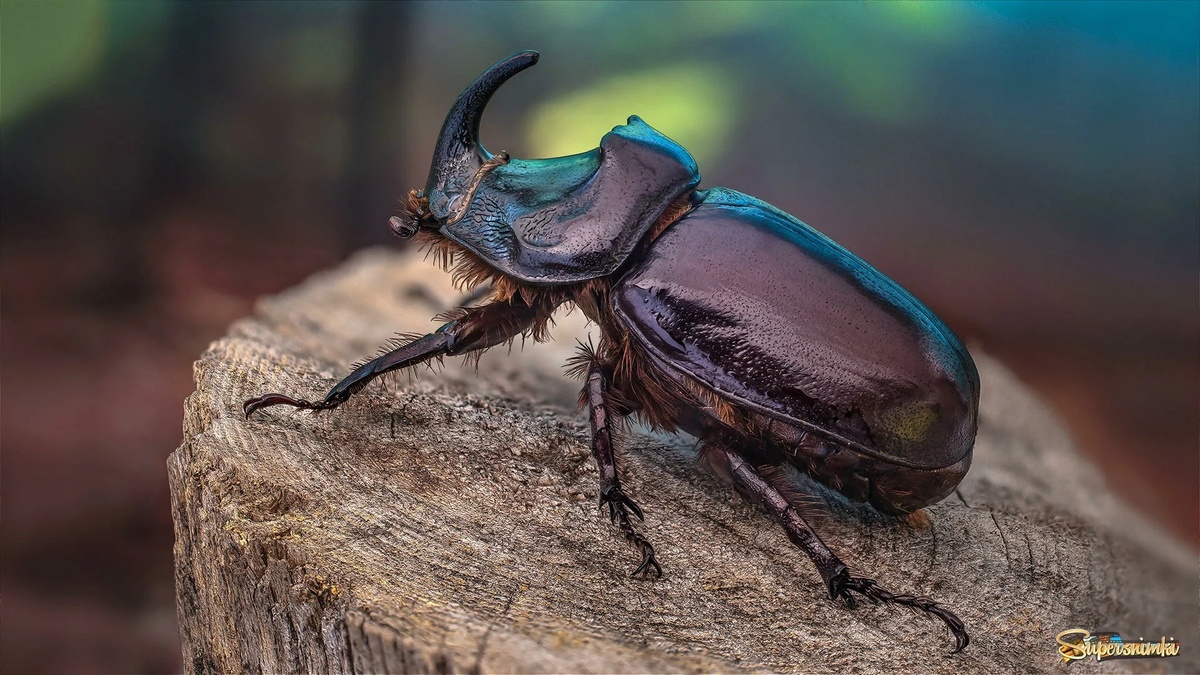 Фото с сайта: https://gravitsky.ru/putevoditel-po-zhizni/yaponskiy-mayskiy-zhuk.php