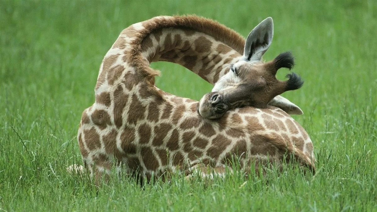 Фото с сайта: https://wallpapers.com/wallpapers/resting-giraffe-on-grass-hmkogzkw1k6gapmk.html