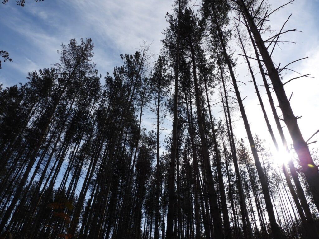    Фото: Минлесхоз Нижегородской области. Иван Воробьев
