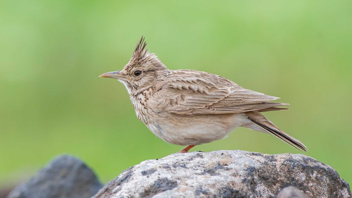 Фото с сайта: https://www.bismilhaber.com.tr/diyarbakirin-kus-cenneti-tehlikede-koruma-altina-alinsin-talebi