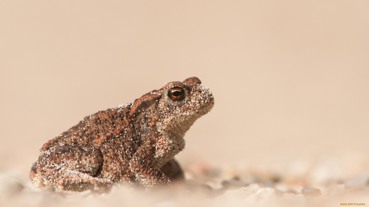 Фото с сайта: https://artfile.me/download/zhivotnye-lyagushki-lyagushka-zhaba-peso-968949/1920x1080