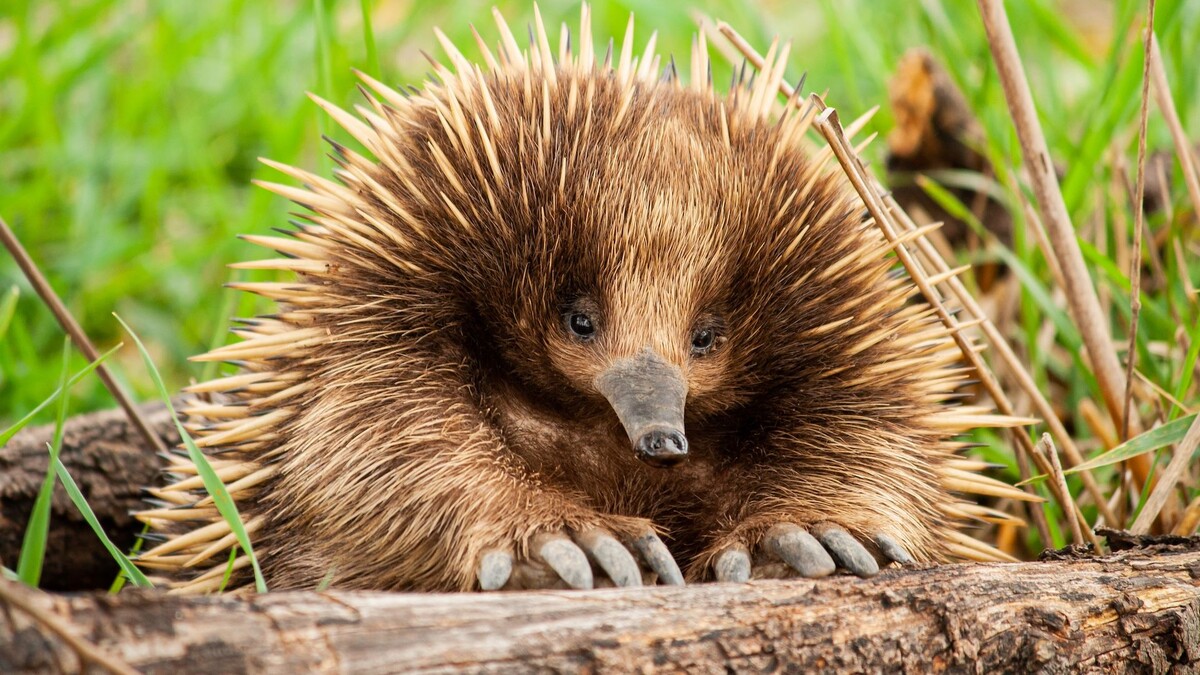 Фото с сайта: https://www.livescience.com/57267-echidna-facts.html