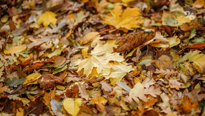      Фото: Дмитрий Ахмадуллин / / ИА «Победа26»