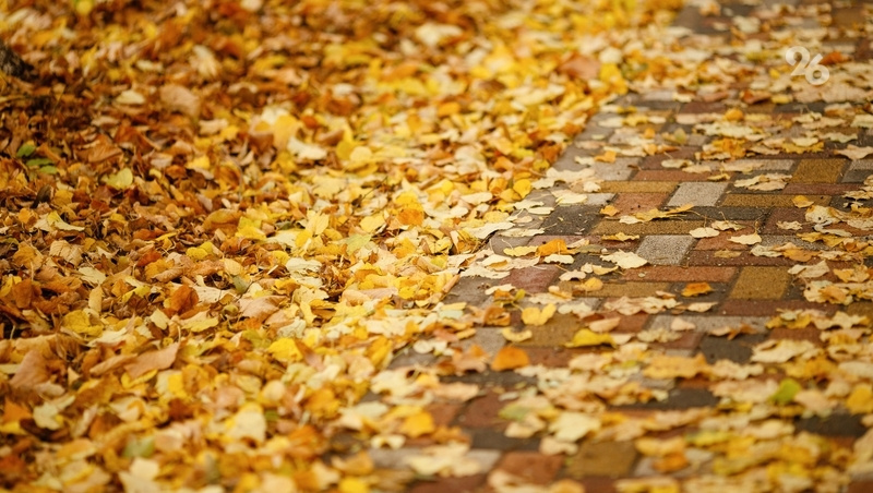    Опавшая листва может содержать возбудители респираторных заболеваний Фото: Дмитрий Ахмадуллин / / ИА «Победа26»