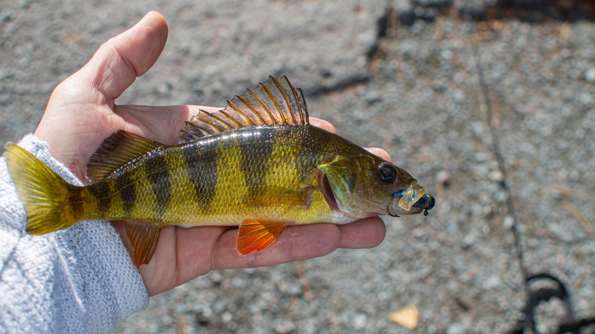 Фото с сайта: https://www.zastavki.com/rus/Animals/Under_water/wallpaper-146381-23.htm