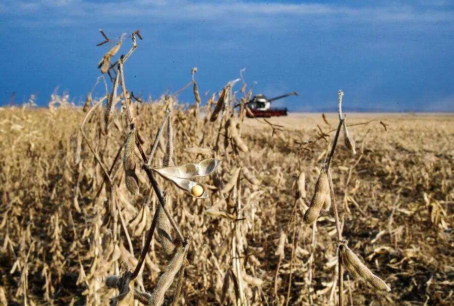 Неспроста маленькую горошину сои прозвали «великим бобом». Культура живучая — засуха под корень ее не валит, вредители обходят стороной, сорняк не душит. Самое же главное — отменная урожайность и высочайшая доходность производства./ФОТО Юрия СМИТЮКА/ТАСС