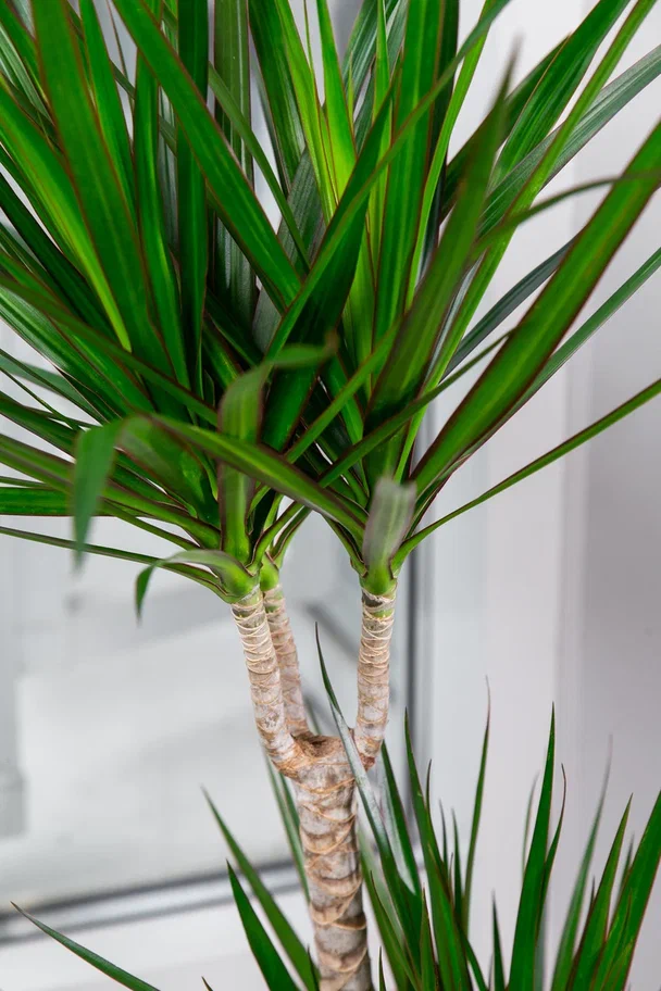 Драцена Рики