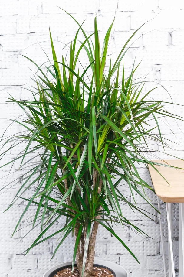 Драцена Рики особенности 