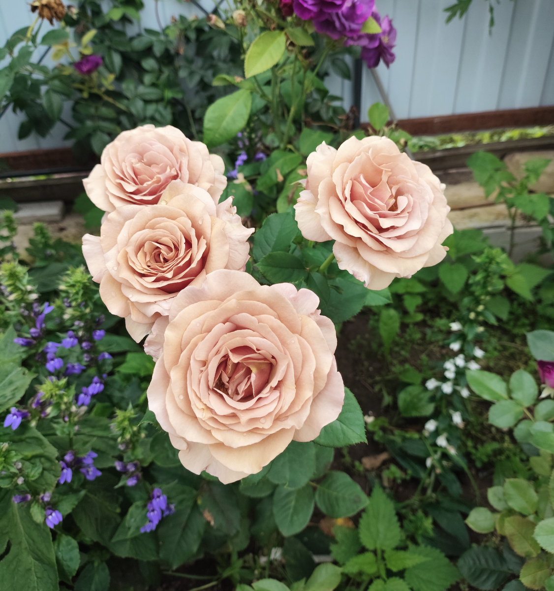 та же Мокароза