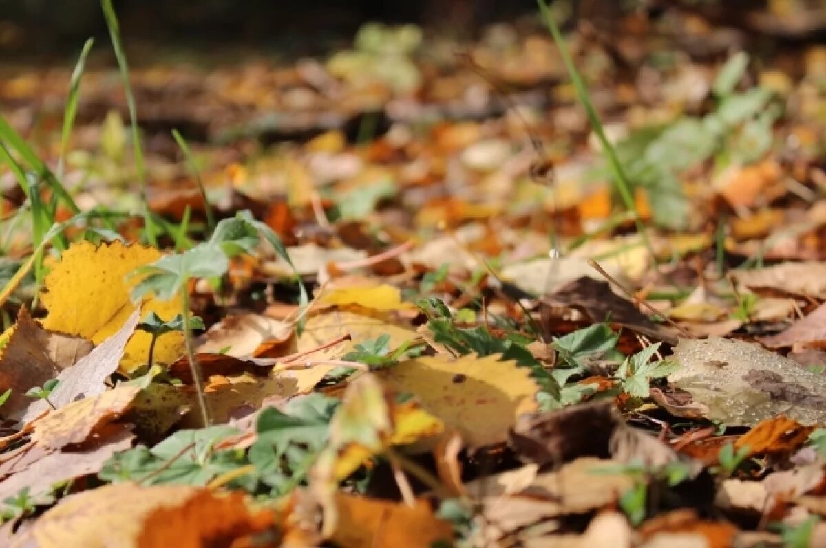    В Новосибирскую область придет потепление до +15 °C в первый день ноября