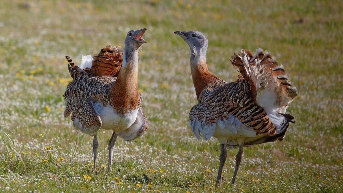 Фото с сайта: https://smotreshka.tv/archive/6330ecac9c472567b2e5cac9