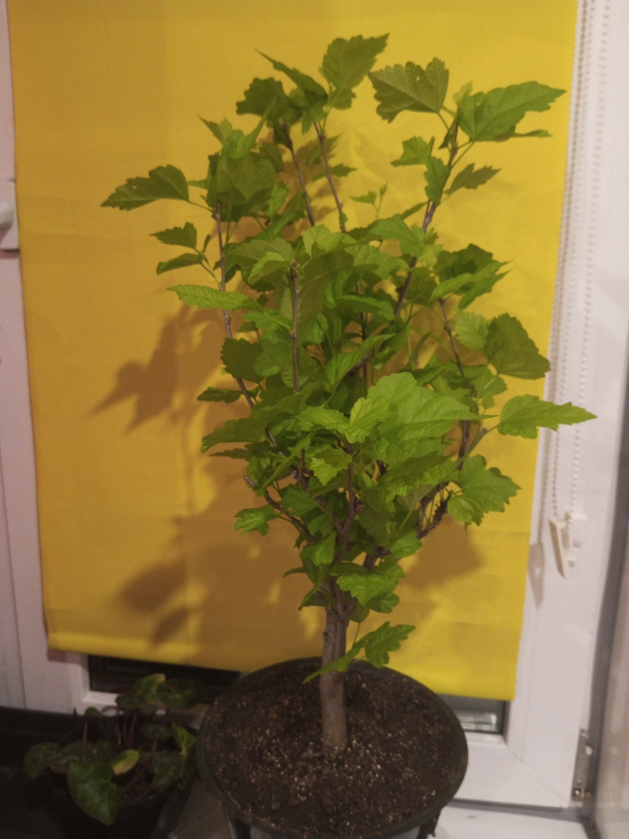 гисбискус уже отрастил новые листики