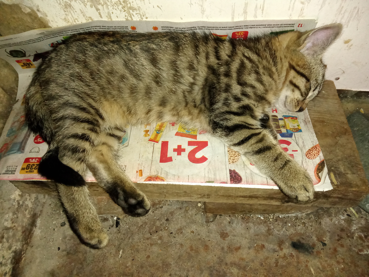 У котенка диванчик около печки. 