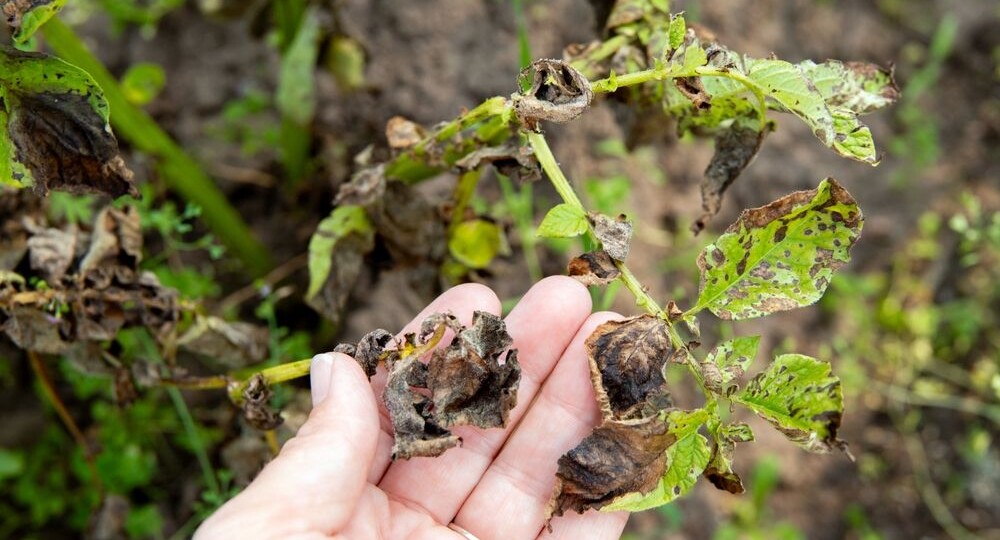 Скручиваются листья картофеля: разбор частых случаев и способы лечения