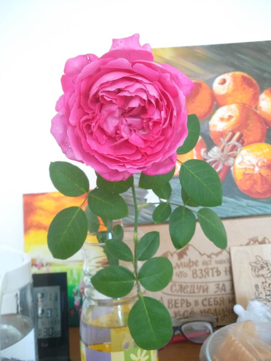 Укоренение роз в воде