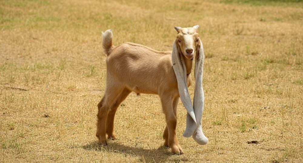 Коза с длинными ушами: что за порода?