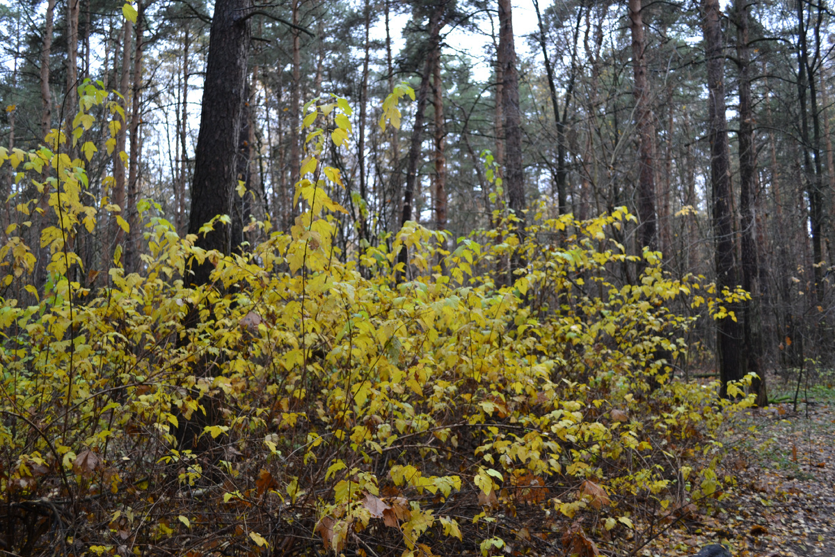 Фото в публикации: Подмосковье, 30.10.25г. Фото автора канала
