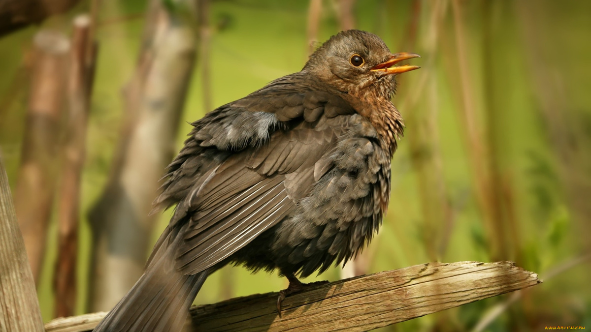 Фото с сайта: https://artfile.me/download/zhivotnye-pticy-493996/1920x1080