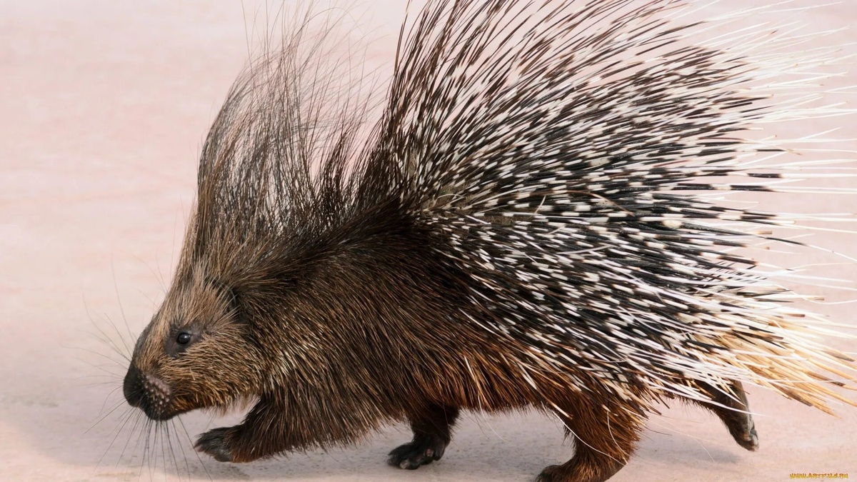 Фото с сайта: https://sadogorodik.ru/blog/kolyuchij-gryzun