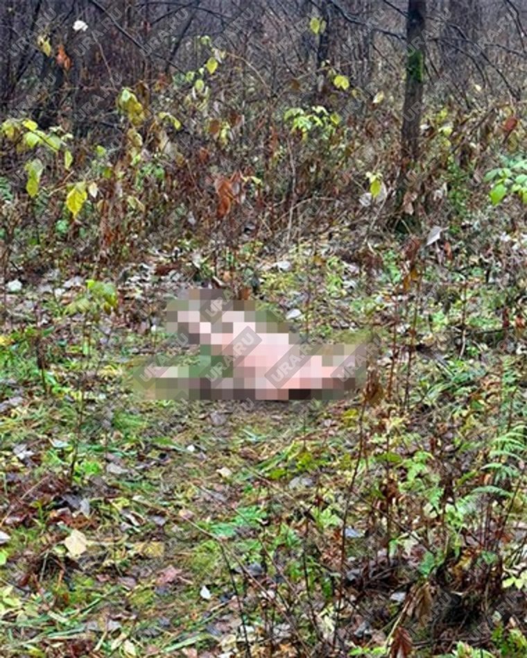  Тело нашли в лесопарке, где любят гулять горожане