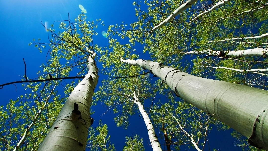 деревья осины