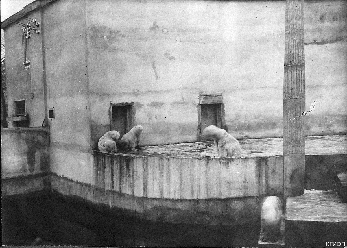 Белые медведи в Ленинградском зоосаде.
