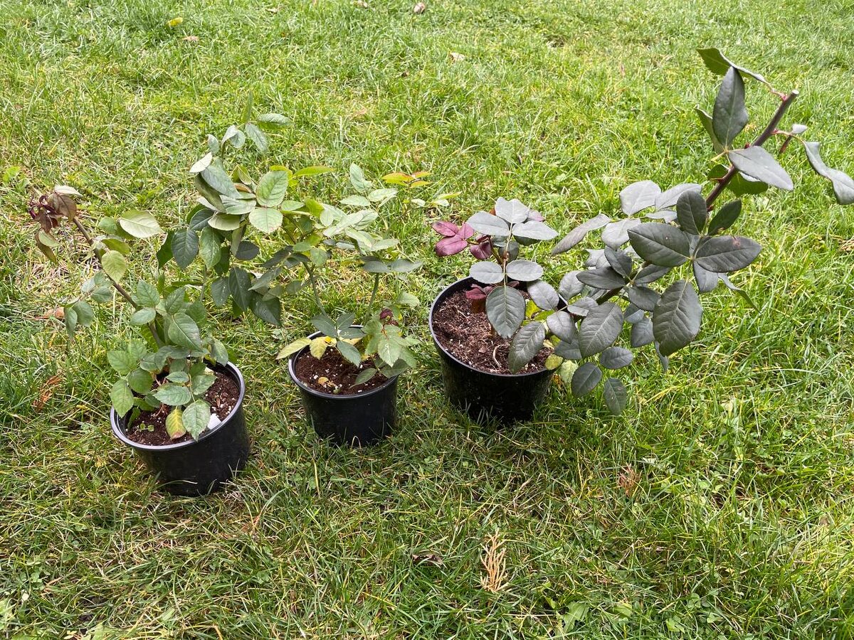   Саженцы роз. Фото автора