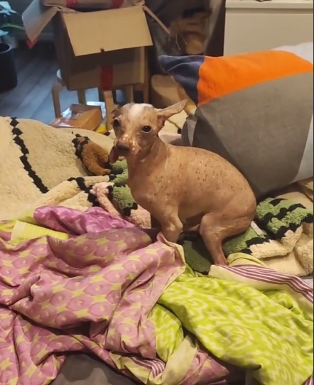 Пес скулил и чувствовал себя плохо. Фото: читатель "КП" 